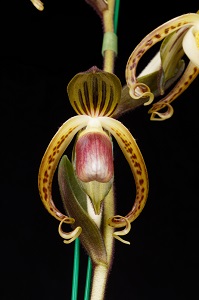 Paph_gigantifolium_Thornton Death Lord_AM-AOS_80 Flower